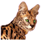 serval66.com